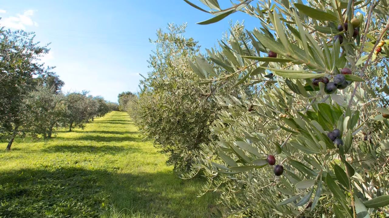 Sventato furto di olive in contrada Difesa Comunale