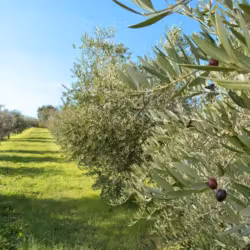Sventato furto di olive in contrada Difesa Comunale