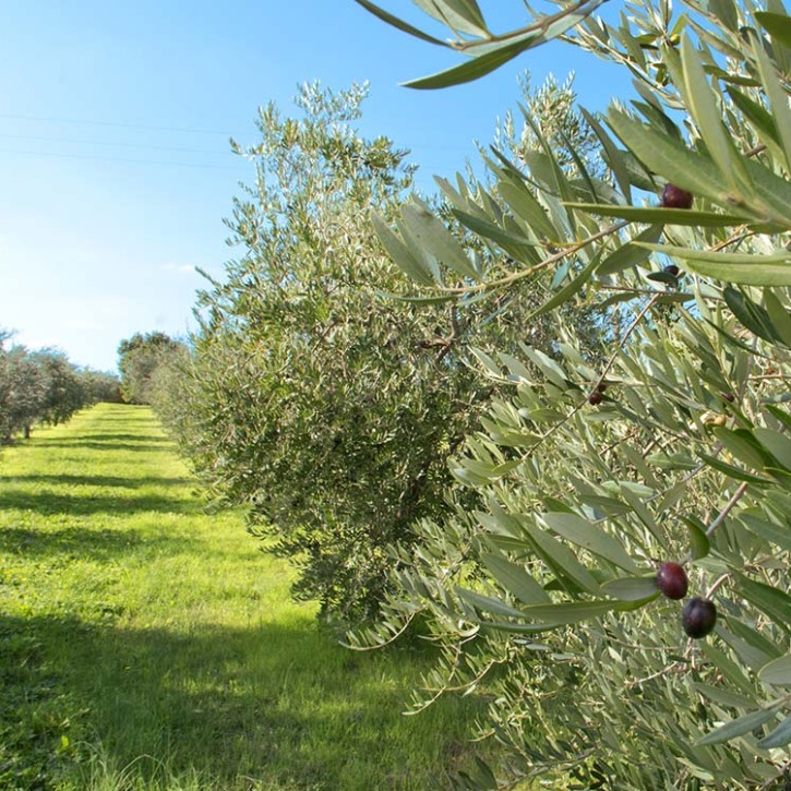 Sventato furto di olive in contrada Difesa Comunale