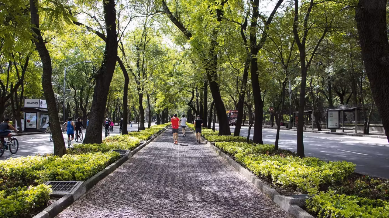 Alte 20 metri con un tronco largo 4: due querce di Corato tra gli alberi monumentali d’Italia