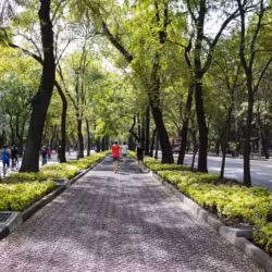 Alte 20 metri con un tronco largo 4: due querce di Corato tra gli alberi monumentali d’Italia