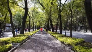 Alte 20 metri con un tronco largo 4: due querce di Corato tra gli alberi monumentali d’Italia