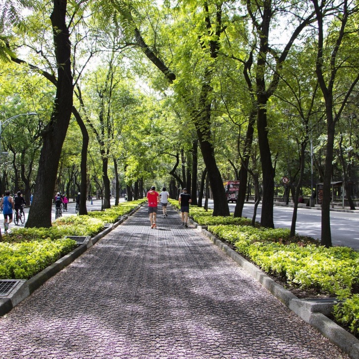 Alte 20 metri con un tronco largo 4: due querce di Corato tra gli alberi monumentali d’Italia